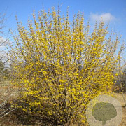 Cornus mas 'Fastigiata' 125-150 cm 3,0L