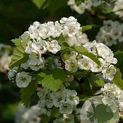 Crataegus coccinea 100-125 cm 30L