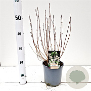 Deutzia gracilis 30-40 cm 2,5L