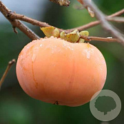 Diospyros kaki 'Fuyu' 100 cm stam 6L 4-6