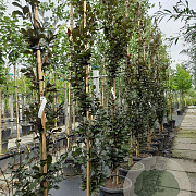 Fagus syl. 'Dawyck Purple' 6-8 HO container