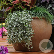 Dichondra argentea 'Silver Falls' GM  P11