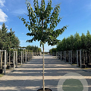 Heptacodium miconioides 12-14 HO container