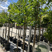 Heptacodium miconioides 6-8 HO container