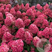 Hydrangea pan. Redlight GM 2,0L
