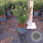Ilex crenata 'Caroline Upright' 25-30 cm 2,0L
