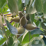 Juglans ailantifolia 'Campbell CW3' 150-175 cm cont. 65L