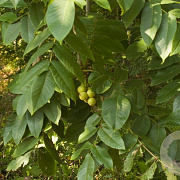 Juglans ailantifolia cordiformis 175-200 cm cont. 65L