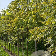 Juglans nigra 'Laciniata' 150-175 cm cont. 65L