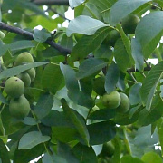 Juglans r. 'Axel' 200-250 cm cont. 60L