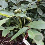 Juglans r. 'Wunder von Monrepos' 200-250 cm cont. 120L