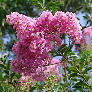 Lagerstroemia indica 'Lipan' 200-250 cm container meerstammig