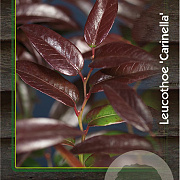 Leucothoe Carinella 30-40 cm 2,0L
