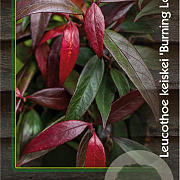 Leucothoe keiskei Burning Love 30-40 cm 2,0L