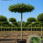 Liquidambar styraciflua 10-12 HO container dakvorm