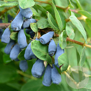 Lonicera c. 'Zojka' 60-70 cm 2,0L