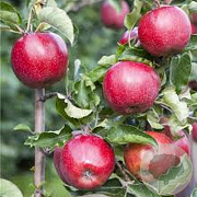 Malus d. 'Florina' 14-16 HA container