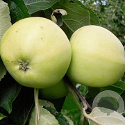 Malus domestica 'Yellow Transparent' 10-12 cm container