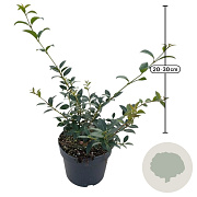 Osmanthus burkwoodii 20-30 cm 2,0L
