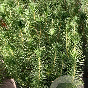 Pinus pinea 'Silver Crest' 3,0L