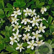 Potentilla tridentata 'Nuuk' GM C5