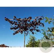 Prunus cer. 'Nigra' 8-10 HO container dakvorm