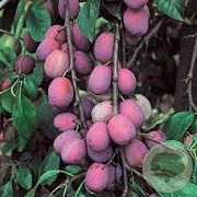 Prunus d. 'Jubileum' 10-12 HA container
