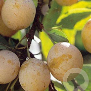 Prunus d. 'Mirabelle de Nancy' halfstam 7,5L