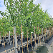Prunus d. 'Robijn' 12-14 HO container