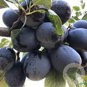 Prunus d. 'Stanley' oude struik container