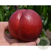 Prunus p. 'Red Gold' 8-10 HA container