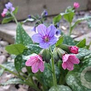 Pulmonaria officinalis 3,0L