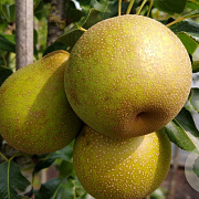 Pyrus communis 'Benita' 10-12 HA container