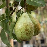 Pyrus c. 'Triomphe de Vienne' 10-12 cm container