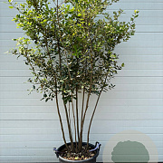 Quercus ilex 175-200 cm container meerstammig