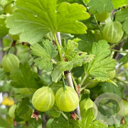 Ribes u.-c. 'Mucurines' halfstam 5,0L