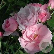 Rosa (H) Bonica 82 GM C5