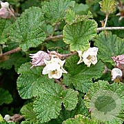 Rubus 'Betty Ashburner' GM 2,0L