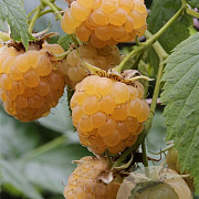 Rubus idaeus 'Golden Bliss' 60-70 cm 2,0L