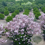 Syringa patula Dream Cloud GM C5