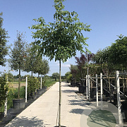 Tetradium daniellii 12-14 HO container