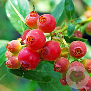 Vaccinium 'Pink Lemonade' 60-80 cm 20L