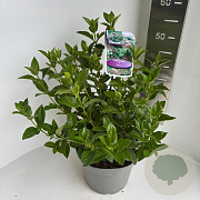Viburnum tinus 40-50 cm 5,0L