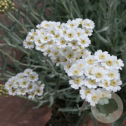 Achillea kellereri GM P9 BIO