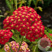 Achillea m. 'Paprika' GM P9 BIO
