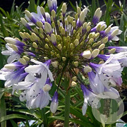 Agapanthus Twister GM P9 BIO