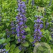 Ajuga reptans GM P9 BIO