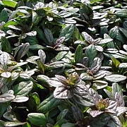 Ajuga tenorii 'Valfredda' GM P9 BIO