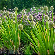 Allium fistulosum GM P9 BIO