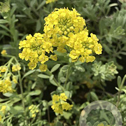 Alyssum montanum GM P9 BIO